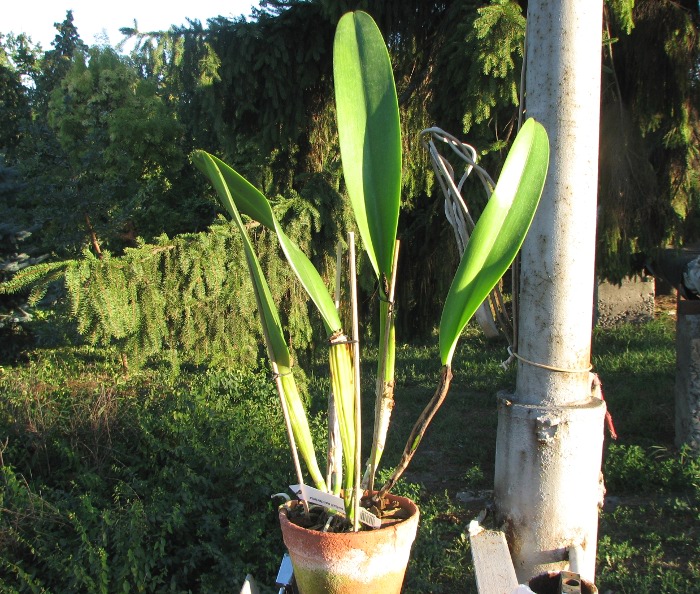 Cattleya warscewiczii sanderiana.JPG