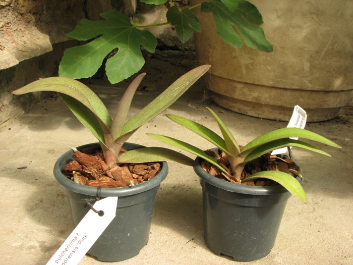 Doritis pulcherrima f. champorensis 'Pink'.JPG