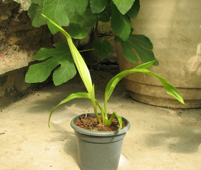 Zygonisia Cynosure 'Blue Water Sailing'.JPG