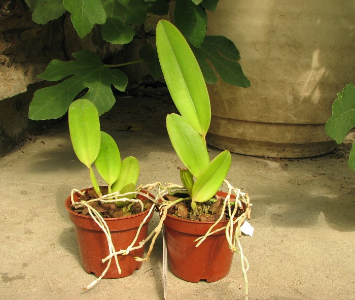 Cattleya gaskelliana coerulea (12-1) x Cattleya gaskelliana coerulea (11-1).JPG