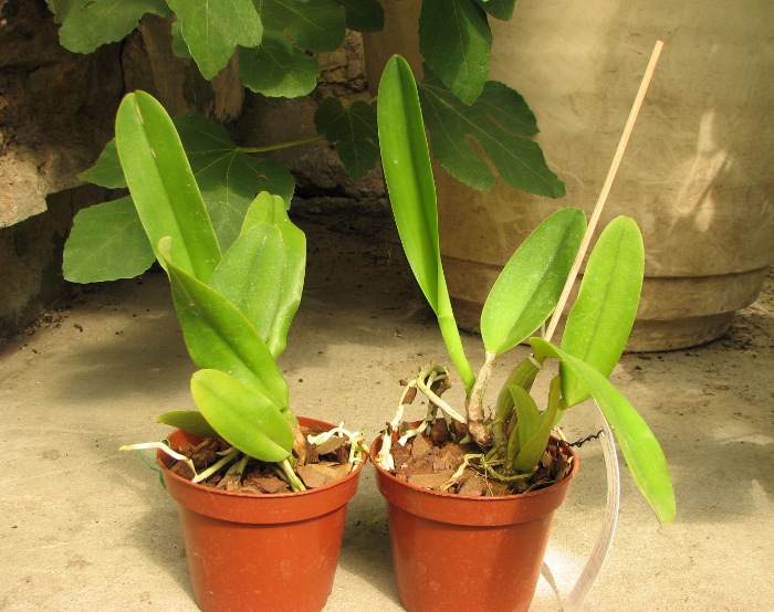Cattleya gaskelliana coerulea 'Vista Linda' (Z-360) x Cattleya gaskelliana coerulea 'Boas Vista' (Z-360).JPG
