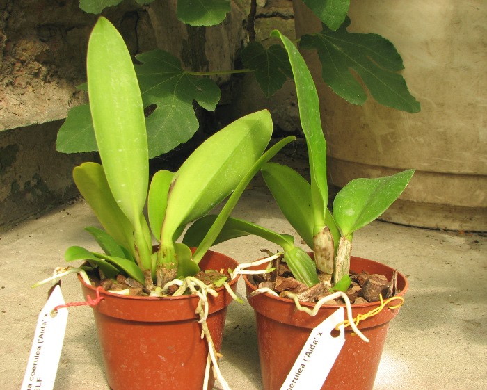 Cattleya gaskelliana coerulea ('Aida' x 'Alexis') x SELF.JPG