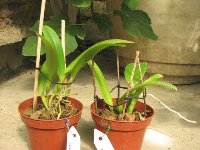 Cattleya eldorado integra-orlata 'Anavilhanas' x SELF.JPG