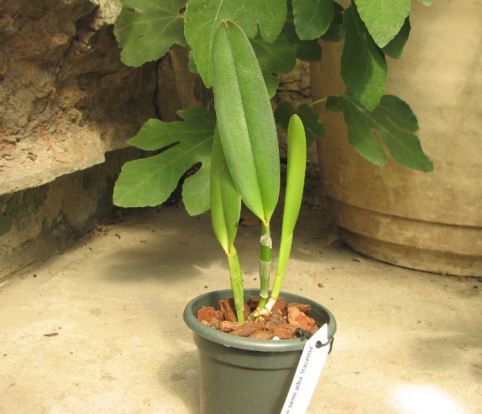 Cattleya eldorado semi alba 'Iracema' x SELF.JPG