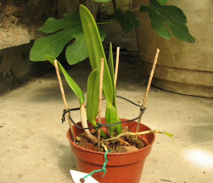 Cattleya eldorado alba 'Virginalis' x Cattleya eldorado 'Gigante Azul'.JPG