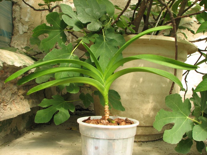 Ascocenda Oriental Lunar Beach x Vanda Chaiya.JPG