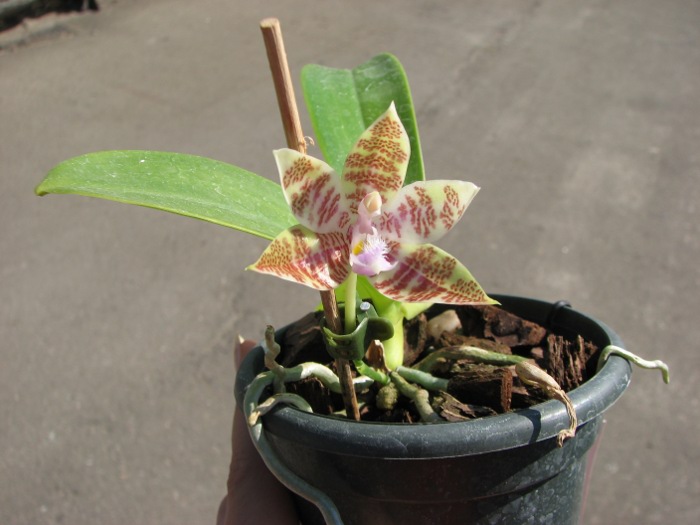Phalaenopsis hieroglyphica.JPG