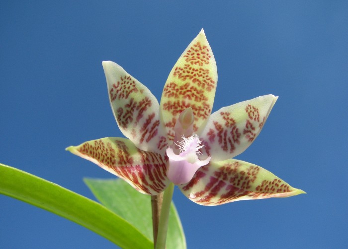 Phalaenopsis hieroglyphica.JPG
