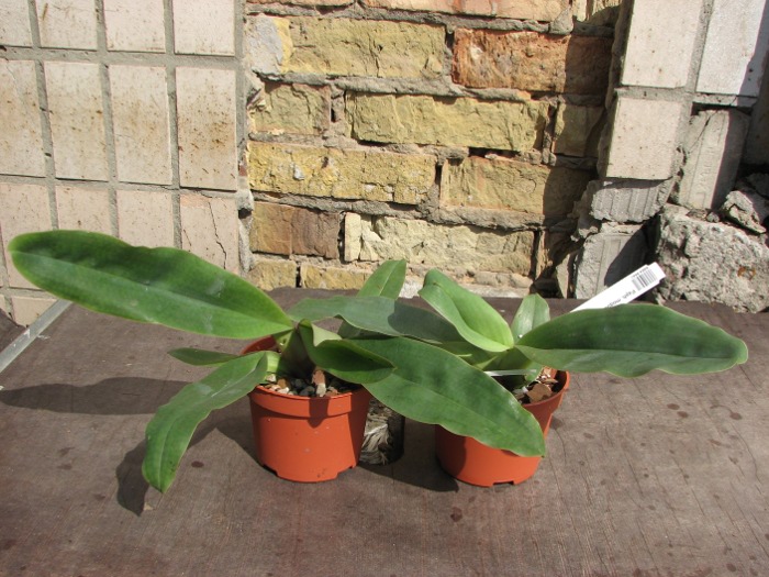 Paphiopedilum moquetteanum.JPG