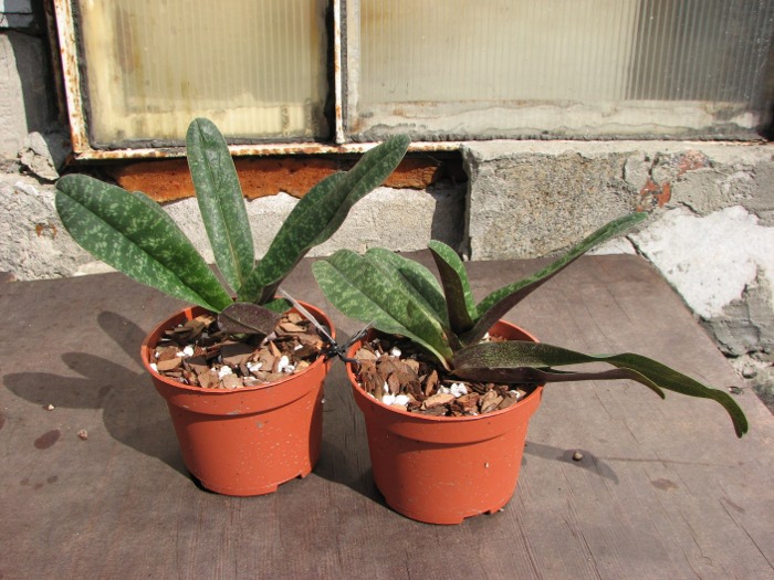 Paphiopedilum concolor (1508).JPG