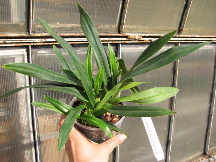 Phragmipedium Eumelia Arias (kovachii x schlimii).JPG