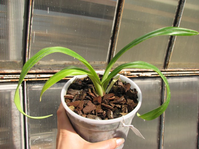 Phragmipedium kovachii.JPG