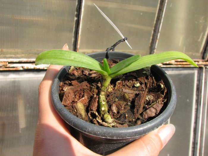 Rhynchostylis gigantea Orange.JPG