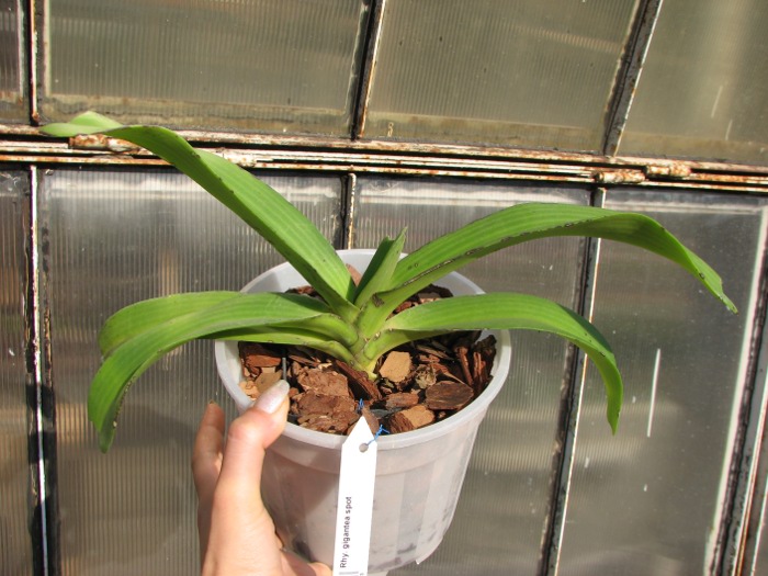 Rhynchostylis gigantea spot.JPG