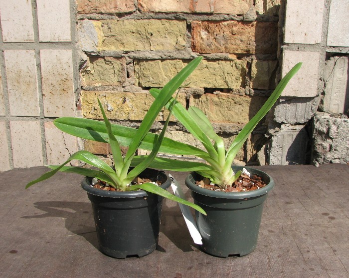 Paphiopedilum fairrieanum.JPG
