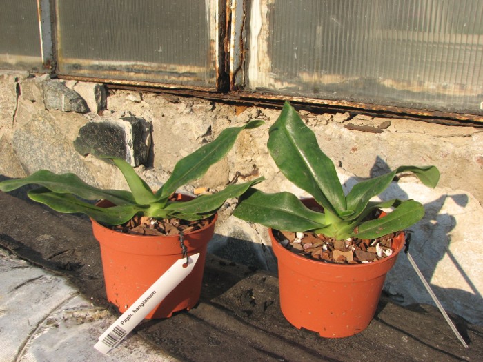 Paphiopedilum hangianum.JPG
