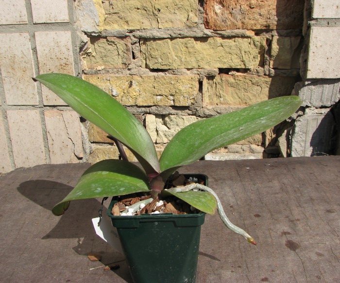 Phalaenopsis Red Lightning.JPG
