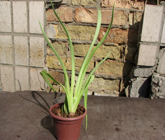 Miltoniopsis santanae.JPG