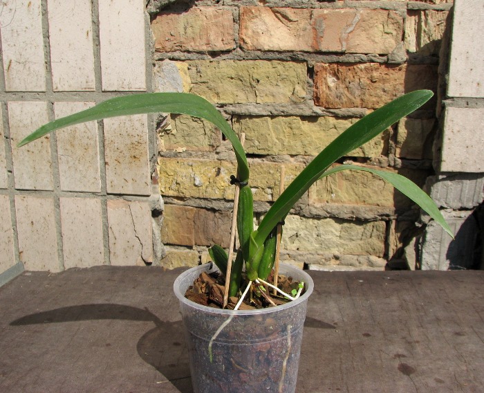 Prosthechea fragrans.JPG