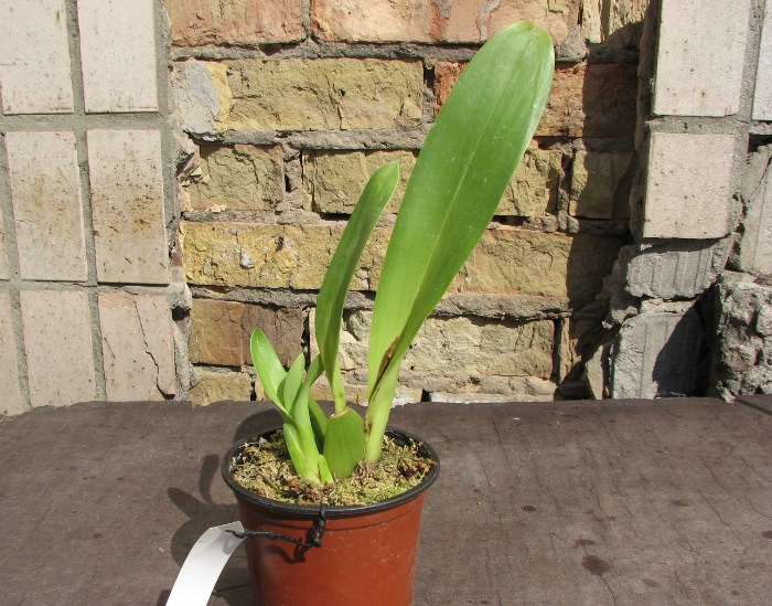Odontoglossum harryanum.JPG