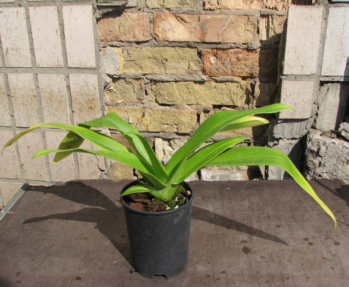 Phragmipedium Living Fire.JPG