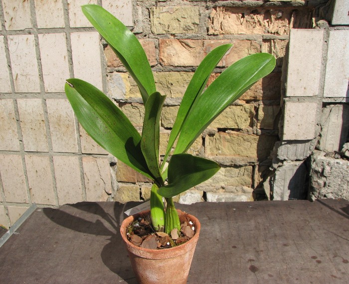 Grammatophyllum stapeliiflorum.JPG