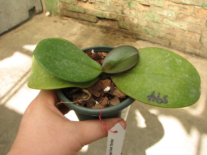 Phalaenopsis Sogo Cock 'ORCHIS'.JPG