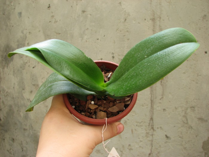 Doritaenopsis Sogo Pride 'Golden Star'.JPG