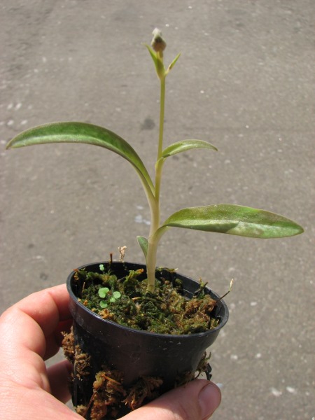 Habenaria rhodocheila 'Pink'.JPG