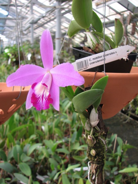 Laelia sincorana XXXX x Laelia sincorana coerulea.JPG
