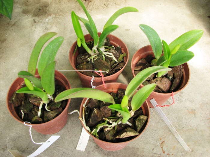 Laelia alaori x praestans.JPG