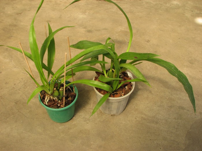 Zygopetalum 'Rhein Moonlight'.JPG