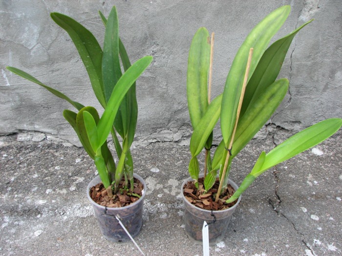 Laeliocattleya Canhamiana coerulea 'Azure Skies' (C. mossiae x L. purpurata).JPG