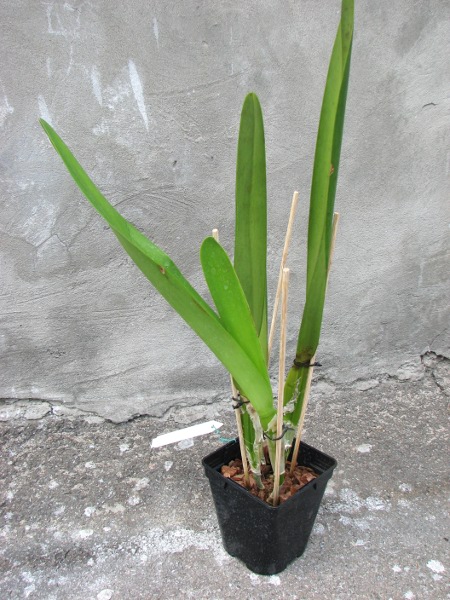 Laelia purpurata alba.JPG