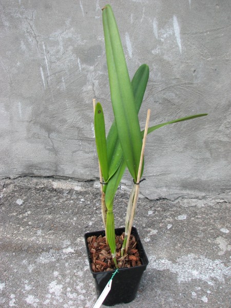 Laelia purpurata (venosa x trilabelo).JPG