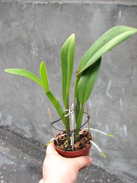 Brassocattleya Chief Pink 'Diana'.JPG