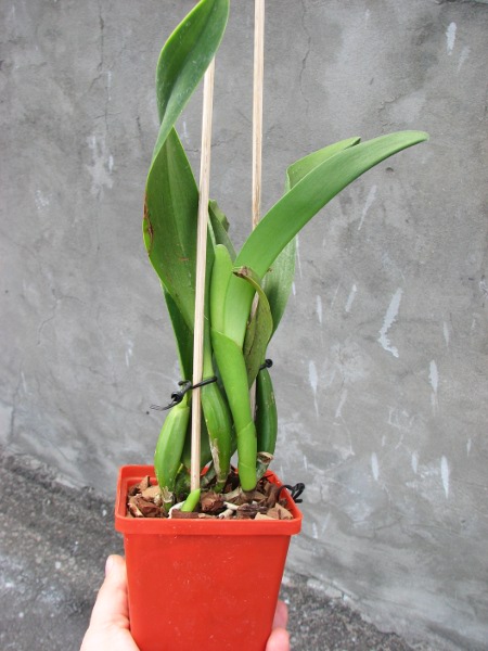 Cattlianthe Sunrise Doll 'AV' (Cattlianthe Seagulls Torch Song x Cattleya Morning Glow).JPG