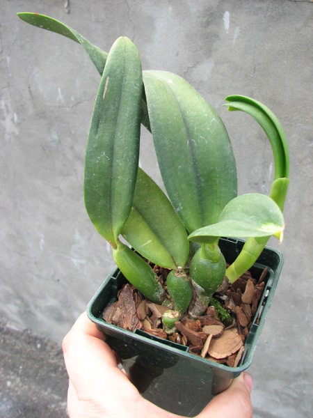 Potinara Angel Kiss 'No.5' (Blc. Love Sound x S. coccinea).JPG