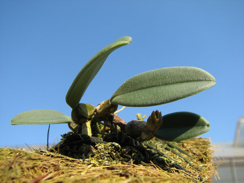 Bulbophyllum frostii.jpg