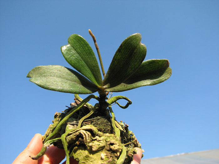 Aerangis biloba.jpg