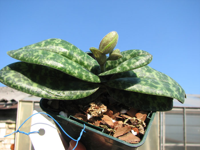 Paphiopedilum concolor.jpg
