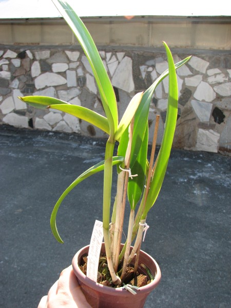 Brassocattleya Binosa 'Lynn' x Cattleya Fascelis 'Autumn Leaves'.JPG
