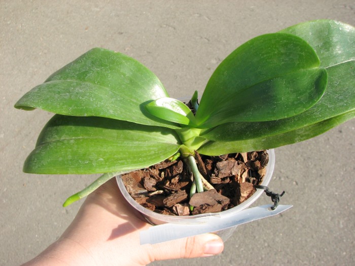 Phalaenopsis Tsay's Evergreen.JPG