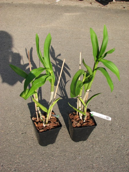 Dendrobium Visa Peach.JPG