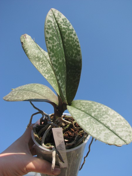 Phalaenopsis Philadelphia (schilleriana x stuartiana).JPG