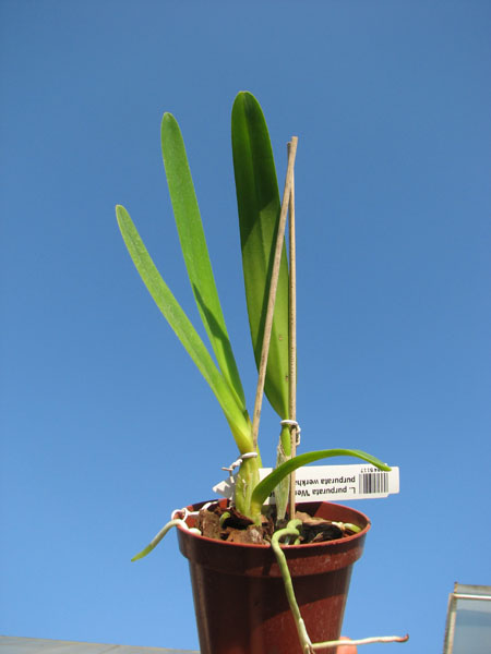 Laelia purpurata werkhauseri x Laelia purpurata werkhauseri.jpg