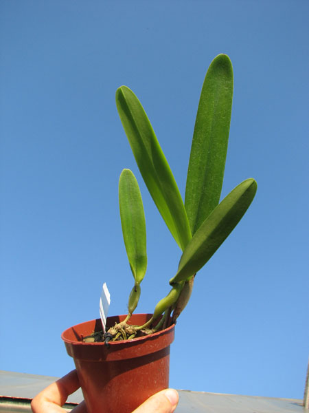 Laelia purpurata suave 'Sissi' x Laelia purpurata russeliana 'Maria Cristina'.jpg