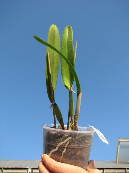 Laelia purpurata atropurpurea (rubra) 'Black' x SELF.jpg