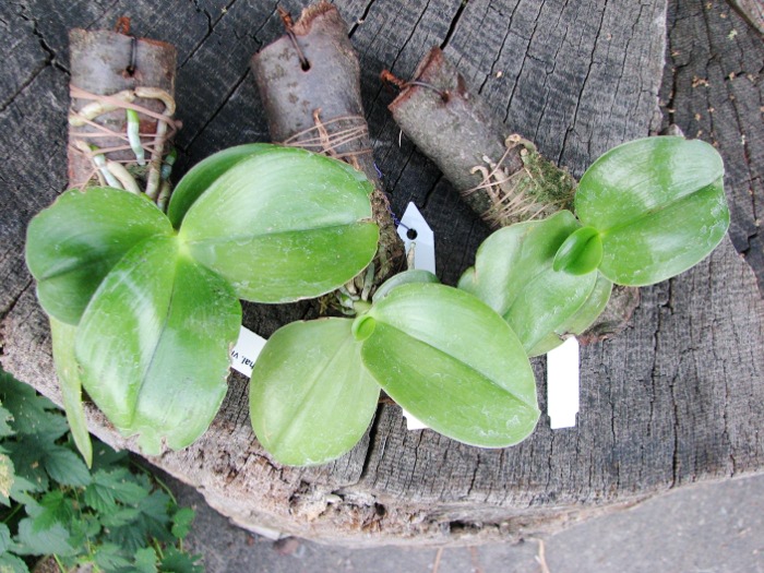 Phalaenopsis violacea 'Borneo'.JPG