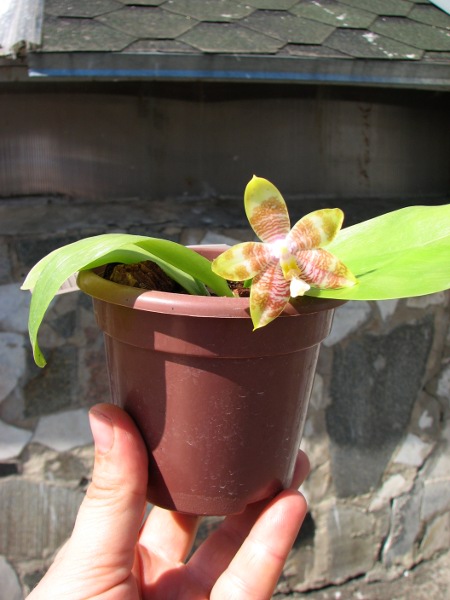 Phalaenopsis amboinensis x Phalaenopsis Penang Girl.JPG